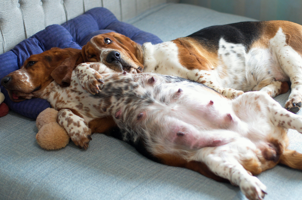 Hur lange loper en hund Hur lange loper en hund