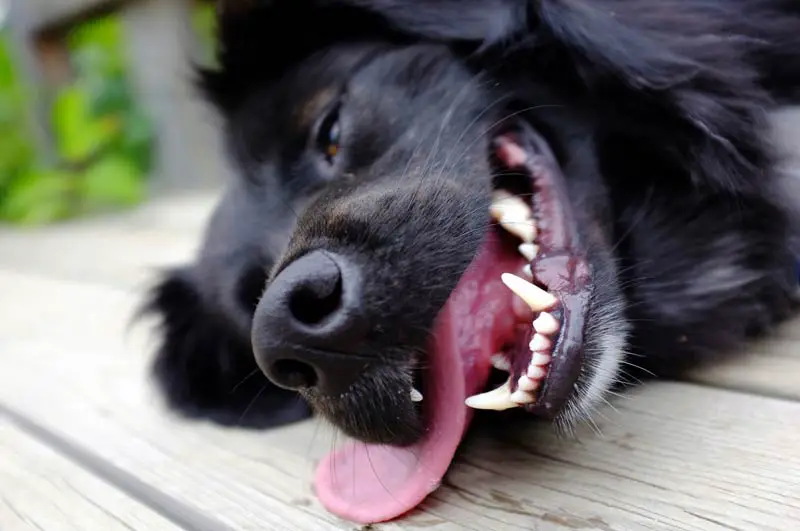 Hur manga tander har en hund