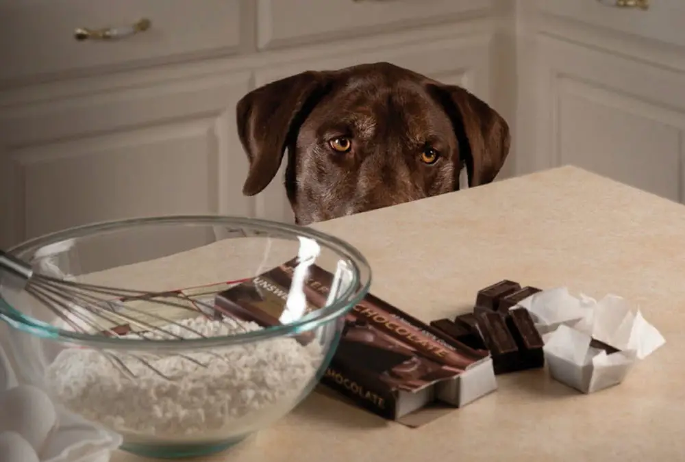 Vad hander om en hund ater choklad