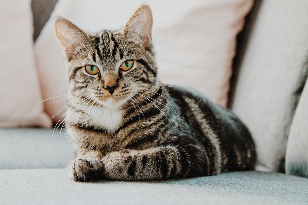 Hur lange ar en katt draktig Hur lange ar en katt draktig