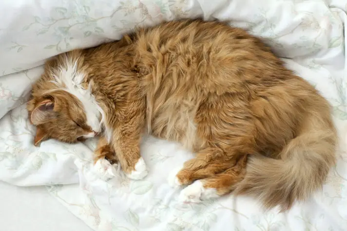 Hur mycket sover en katt