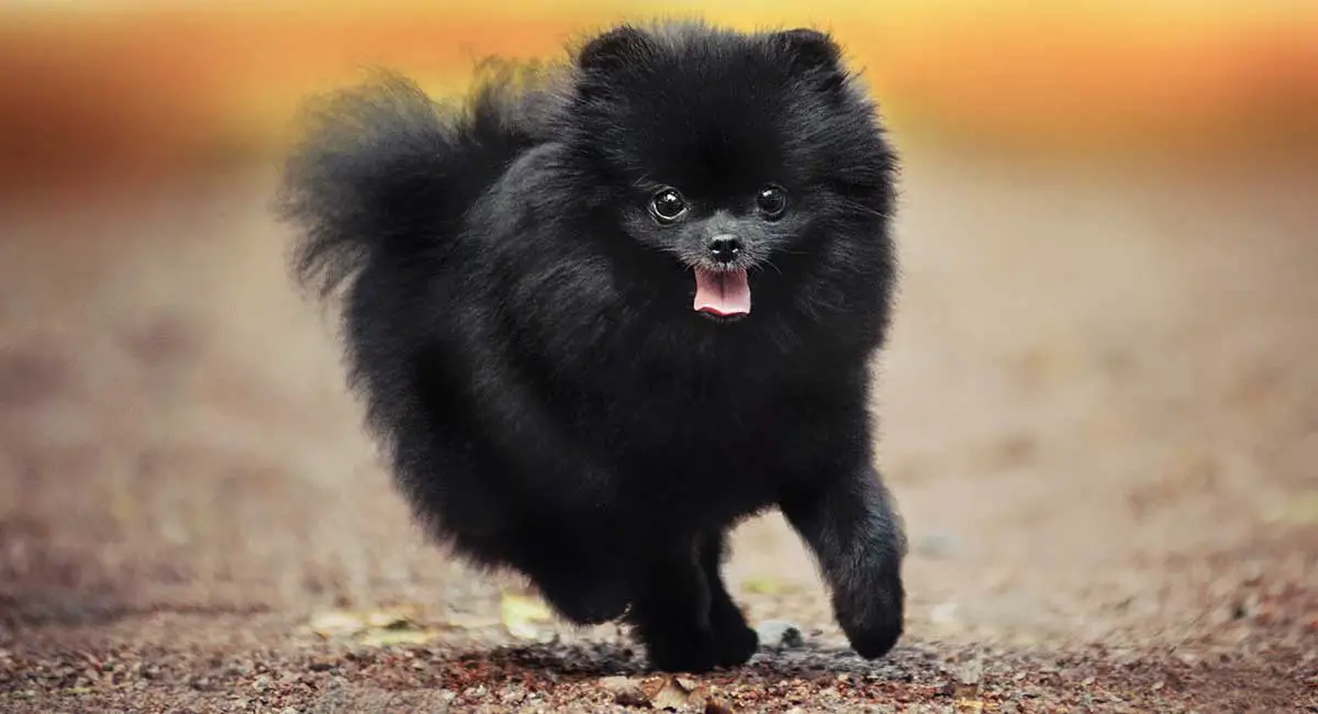 Hundguide Pomeranian
