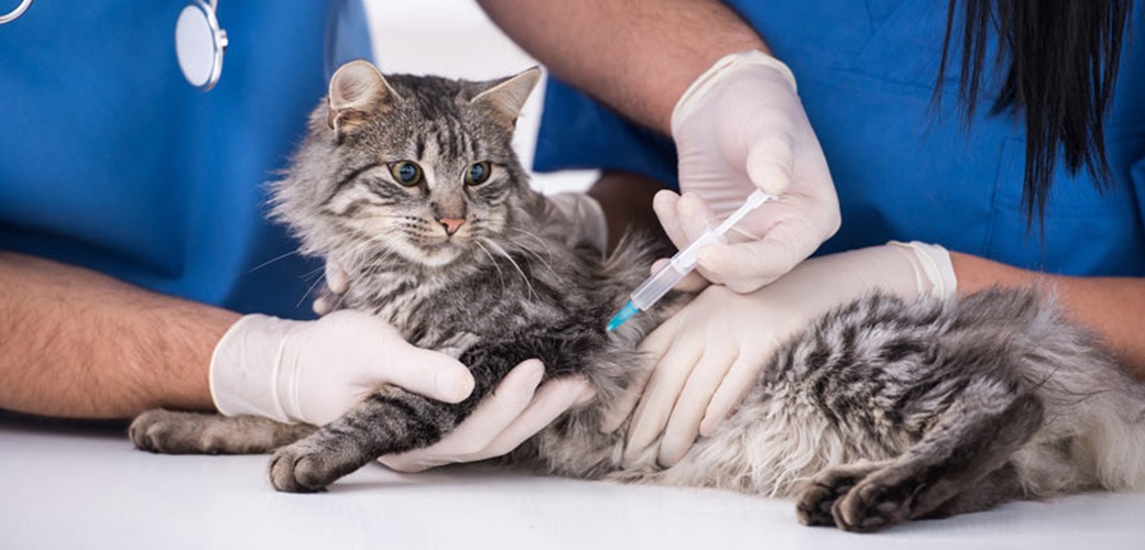 Hur ofta ska man vaccinera en katt